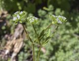 Valerianella locusta