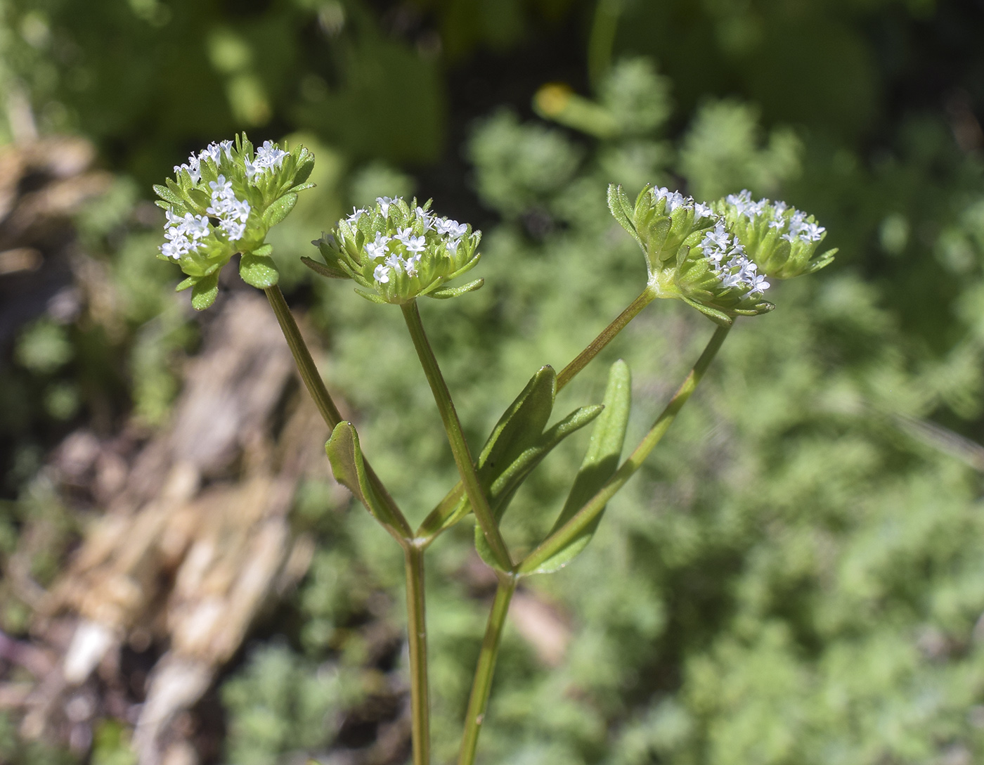 Изображение особи Valerianella locusta.