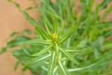 Смотреть изображение Isatis sabulosa