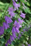 View full-size image Campanula rapunculoides