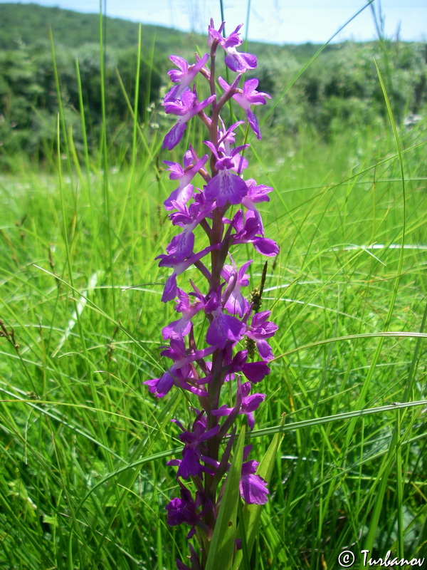 Image of Anacamptis laxiflora ssp. elegans specimen.