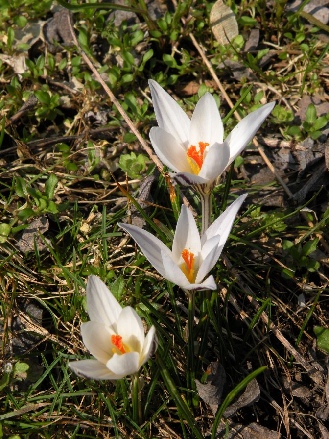 Image of Crocus reticulatus specimen.