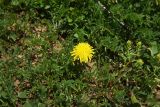 View full-size image genus Taraxacum