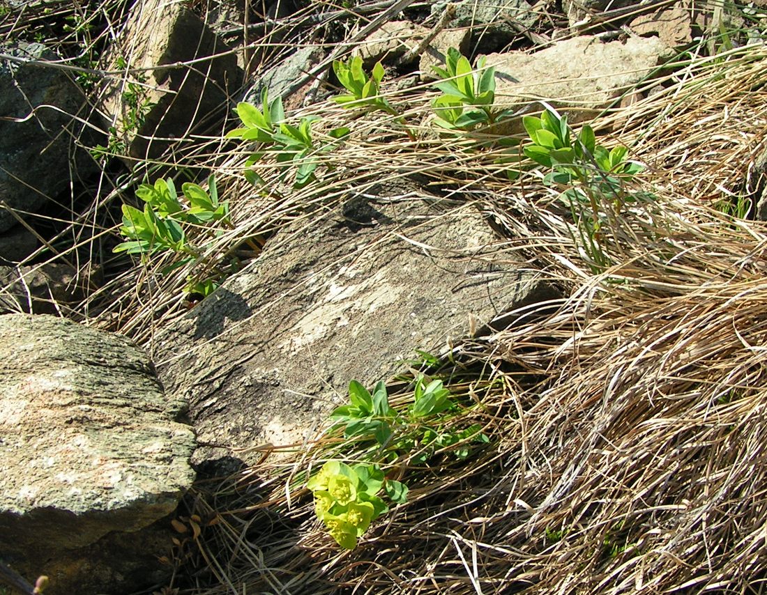 Image of Euphorbia altaica specimen.