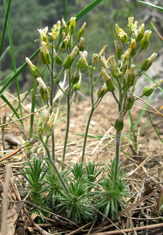 Image of Draba cuspidata specimen.