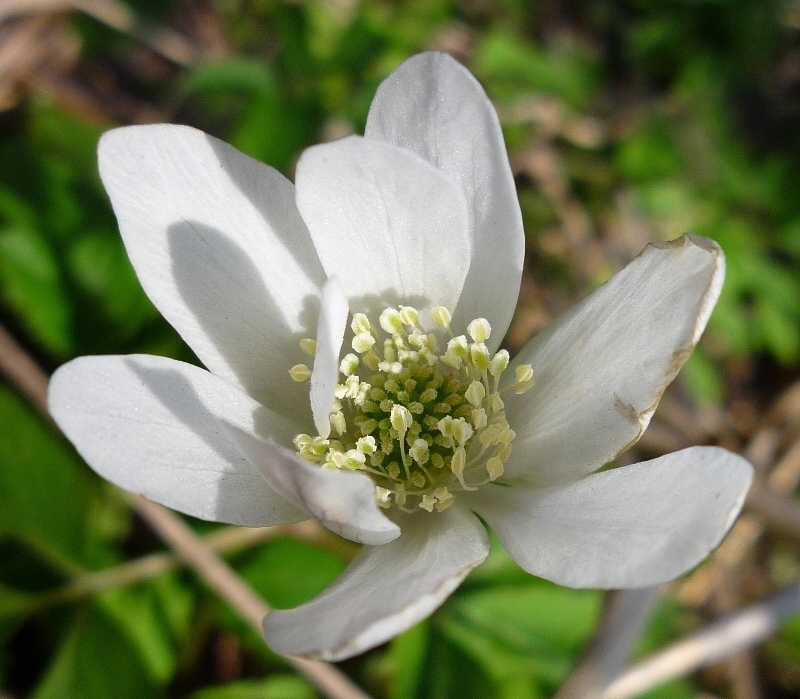 Image of Anemone altaica specimen.