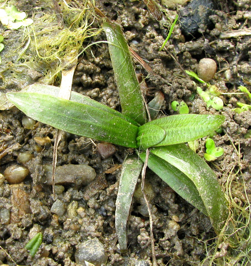 Image of Sagittaria sagittifolia specimen.