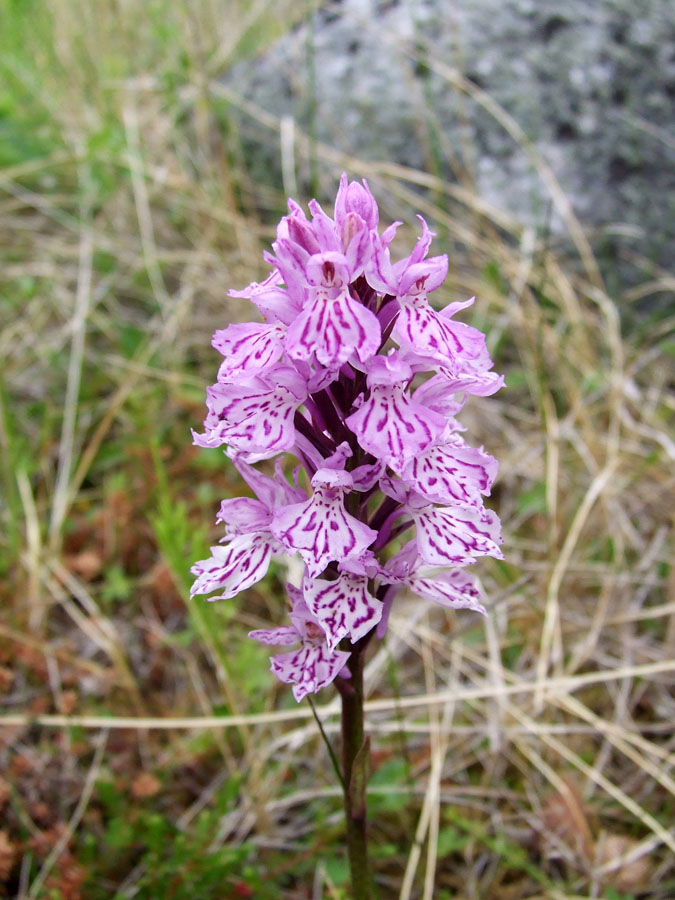 Image of Dactylorhiza psychrophila specimen.