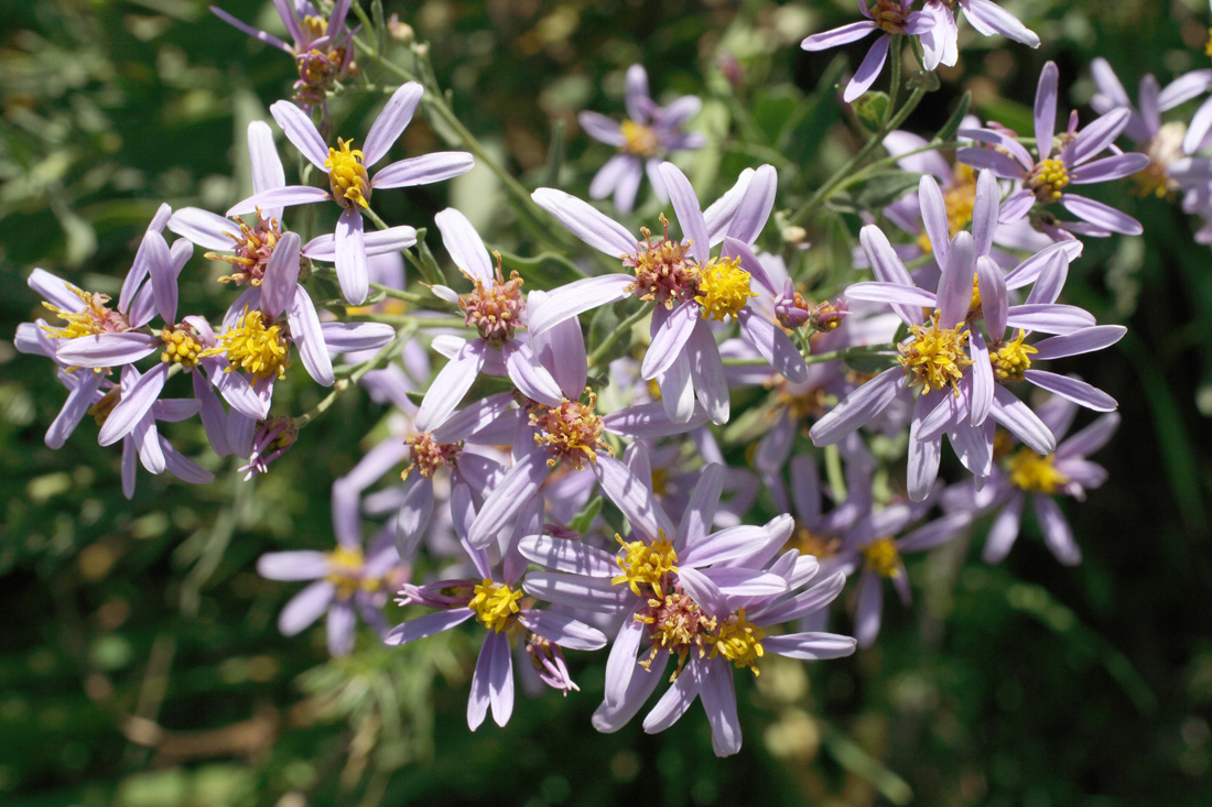 Изображение особи Galatella villosula.