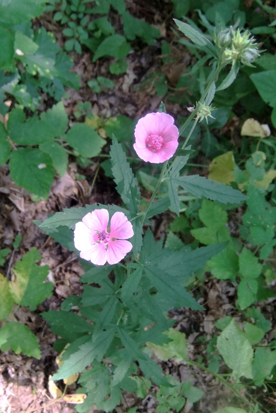 Image of Althaea cannabina specimen.