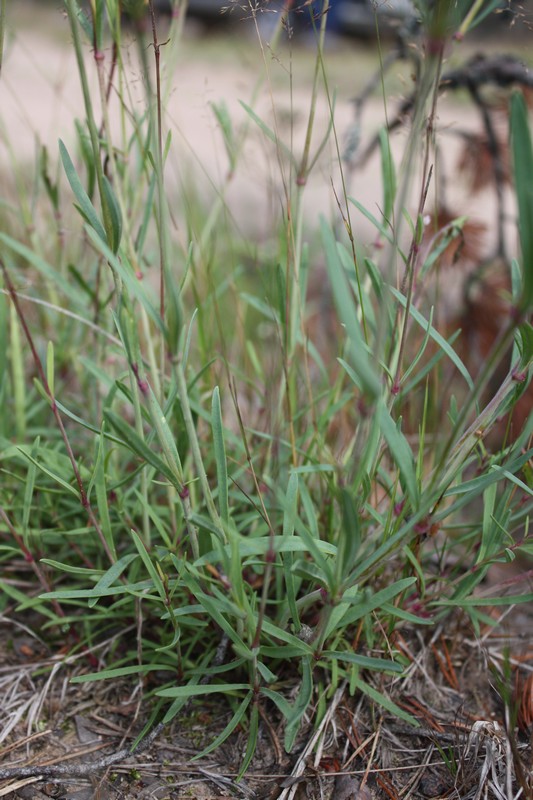 Image of Gypsophila fastigiata specimen.