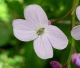 Lunaria rediviva. Цветок. Украина, Ивано-Франковская обл., Надворнянский р-н, с. Максимец, берег реки. 20 июня 2011 г.