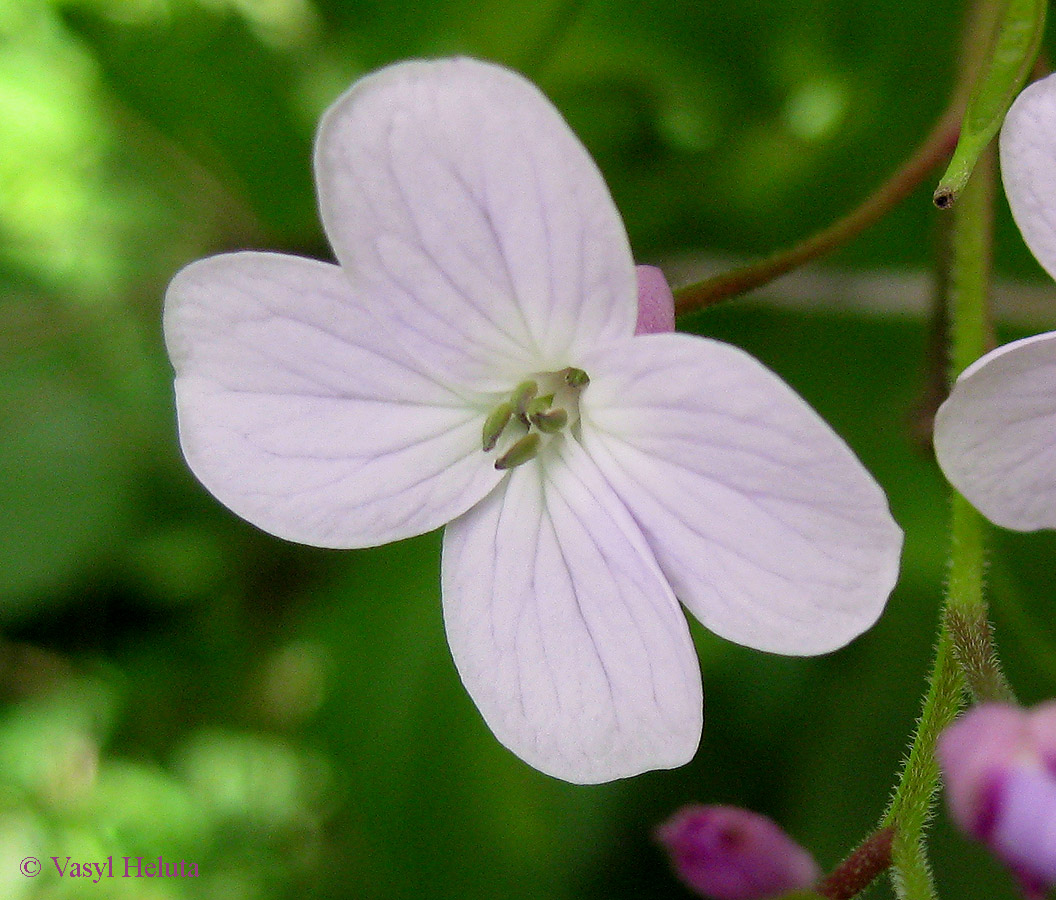 Изображение особи Lunaria rediviva.