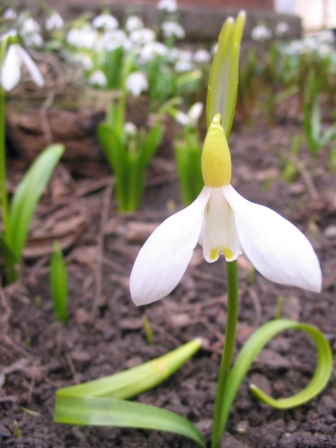 Image of Galanthus trojanus specimen.