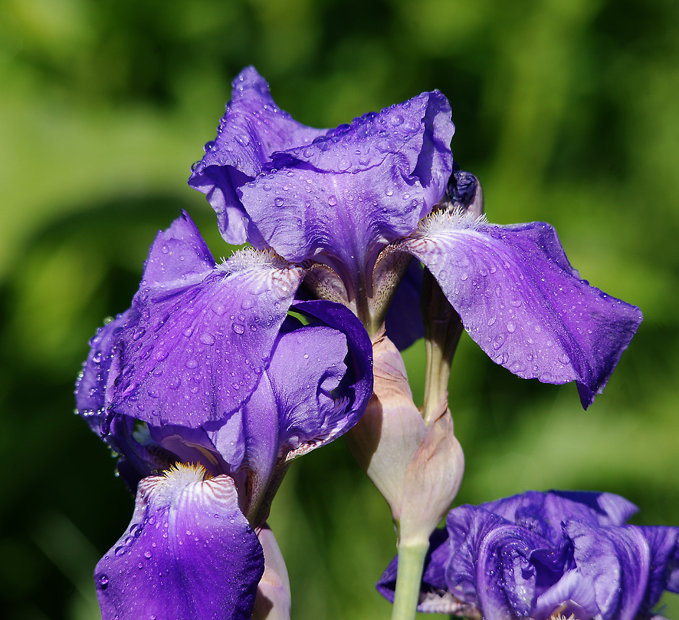 Image of Iris nyaradyana specimen.