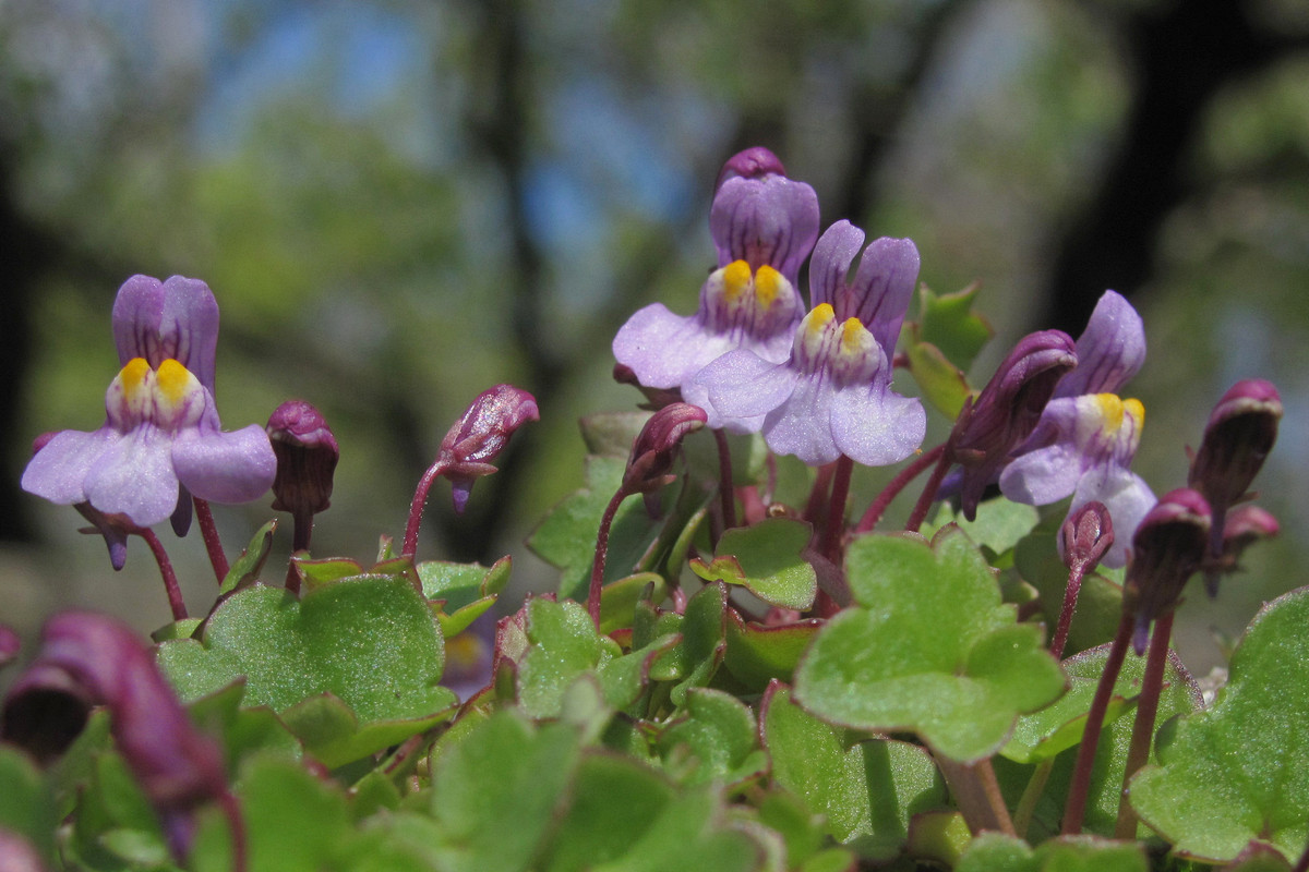 Изображение особи Cymbalaria muralis.