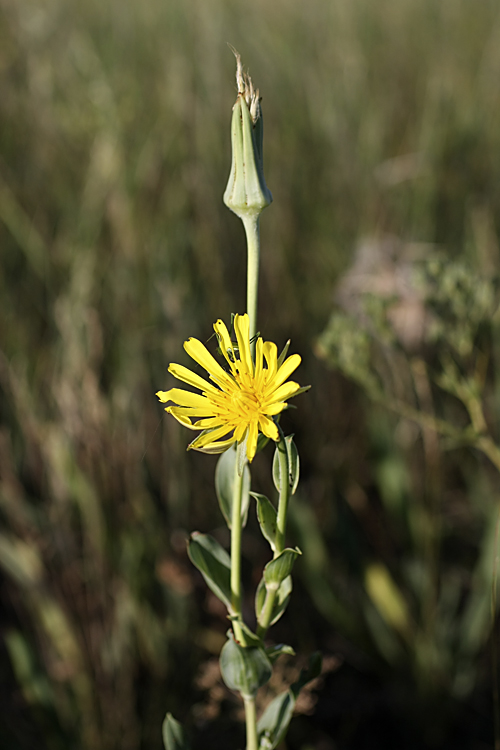 Image of Tragopogon orientalis specimen.