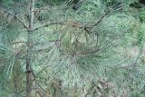 Pinus rigida