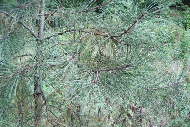 Изображение особи Pinus rigida.