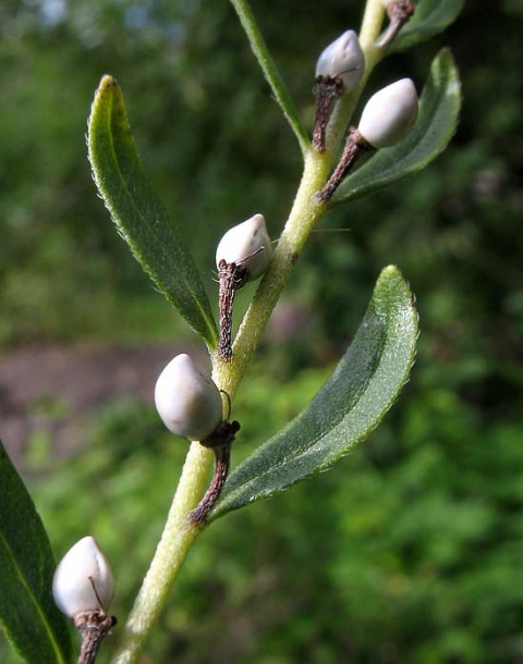 Image of Lithospermum officinale specimen.