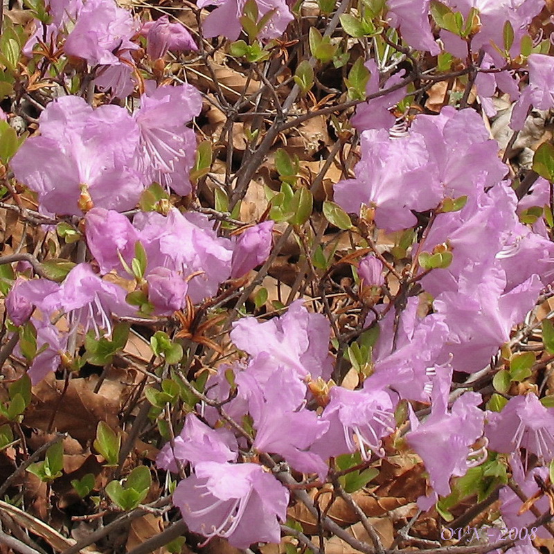 Image of Rhododendron mucronulatum specimen.