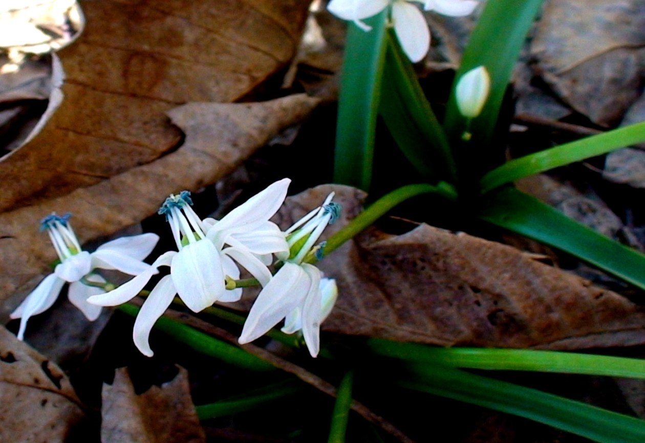 Изображение особи Scilla monanthos.