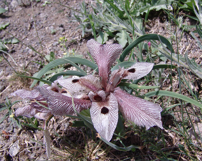 Изображение особи Iris helena.