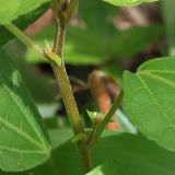 Acalypha australis