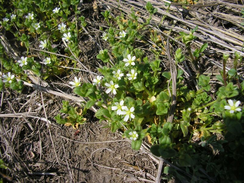 Image of Cerastium holosteoides specimen.