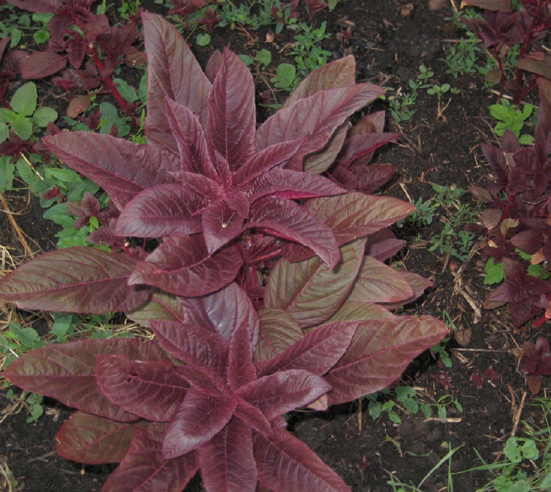 Image of Amaranthus hypochondriacus specimen.