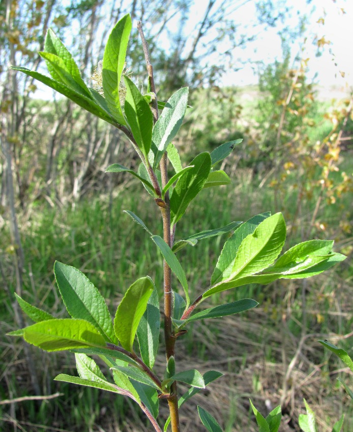 Image of Salix myrsinifolia specimen.