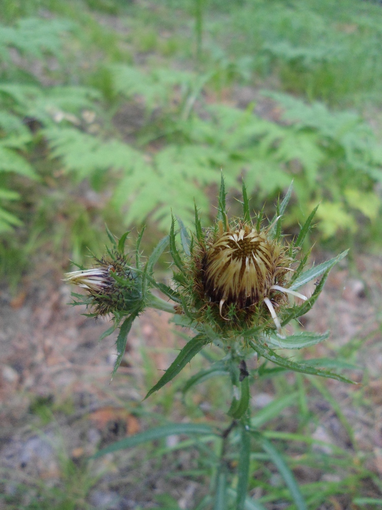 Изображение особи Carlina biebersteinii.