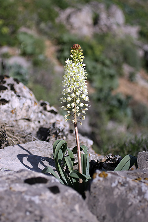 Image of Eremurus lactiflorus specimen.