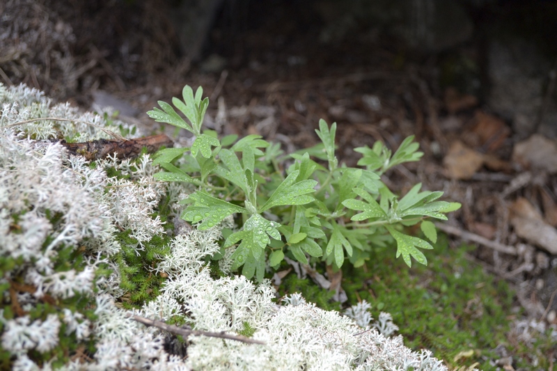 Изображение особи Artemisia lagocephala.