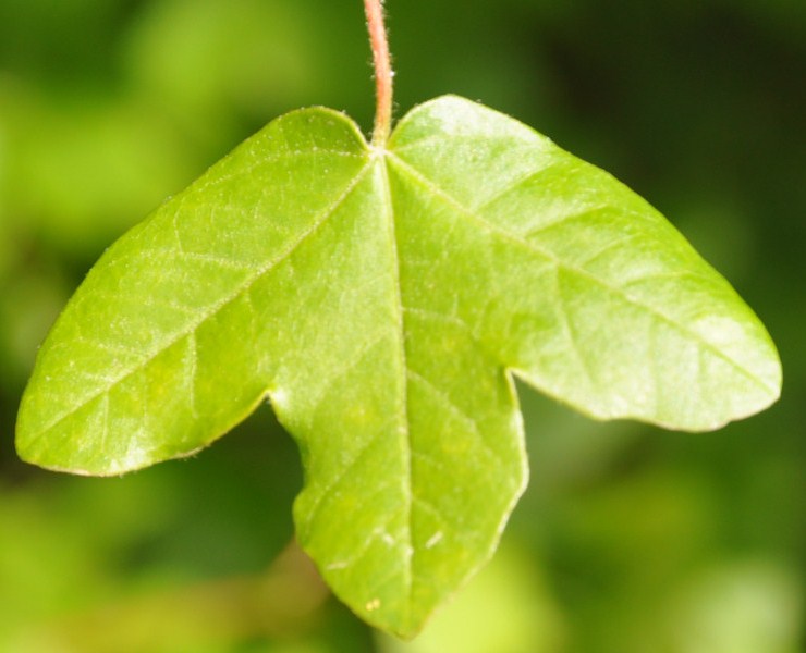 Image of Acer monspessulanum specimen.