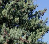 Pinus wallichiana. Часть кроны взрослого дерева с шишками. Германия, г. Krefeld, ботанический сад. 16.09.2012.
