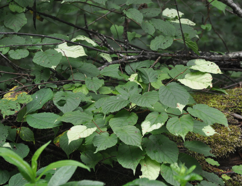 Image of Actinidia kolomikta specimen.