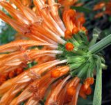 Leonotis leonurus