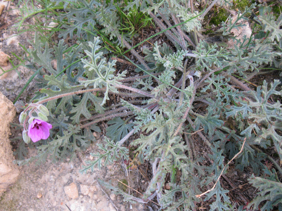 Image of Erodium crassifolium specimen.