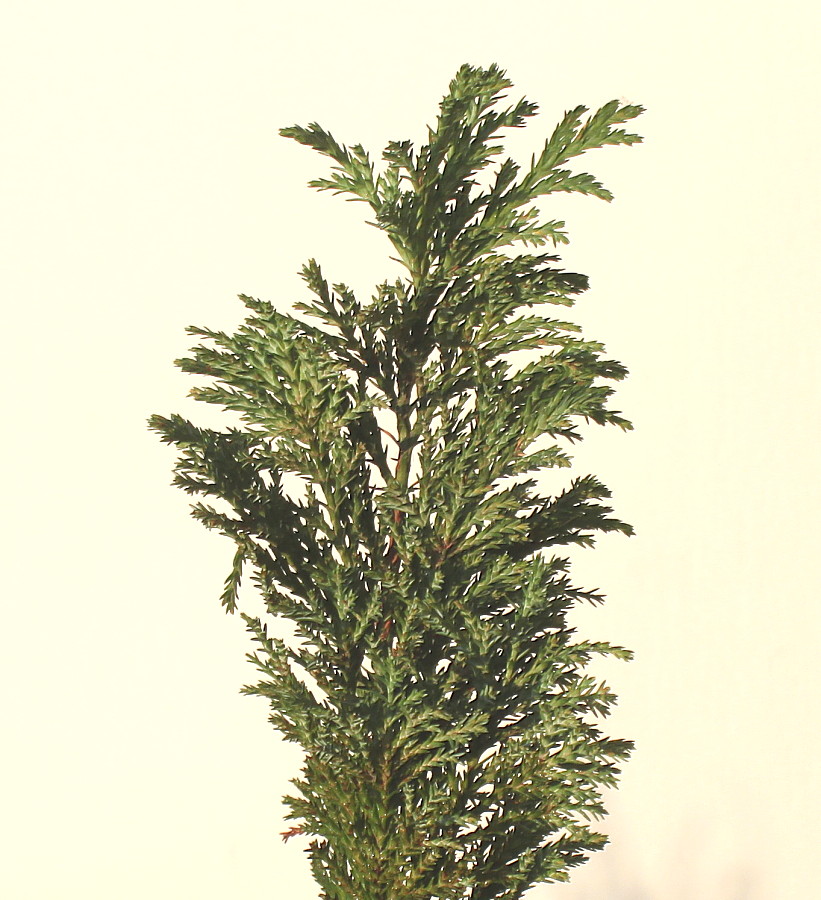 Image of Chamaecyparis lawsoniana specimen.