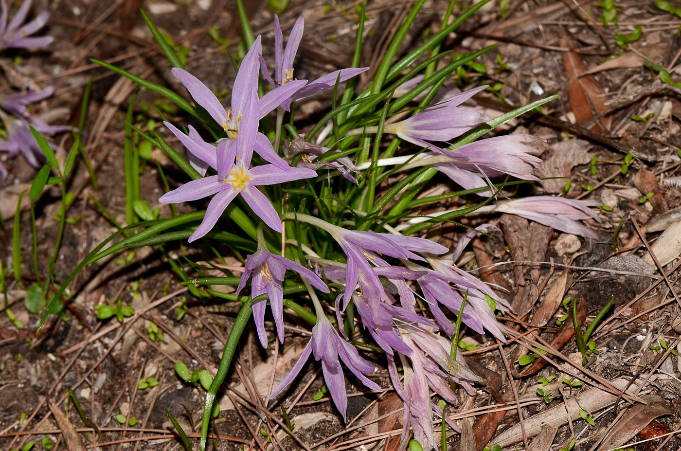 Image of Colchicum stevenii specimen.