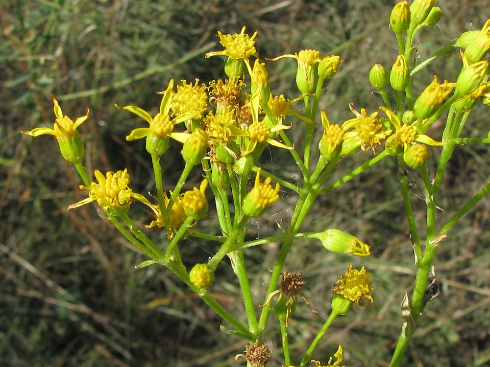 Image of Senecio schwetzowii specimen.