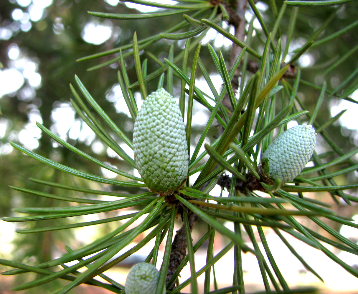 Image of Cedrus deodara specimen.