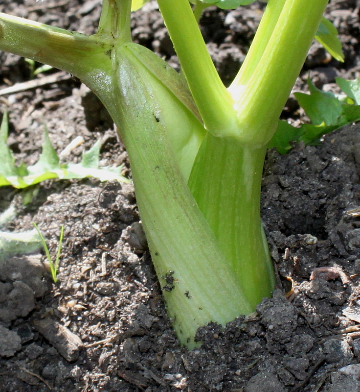 Image of Angelica gigas specimen.