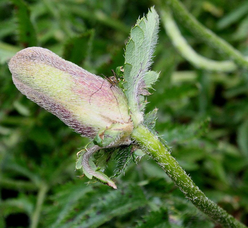 Image of Papaver setiferum specimen.