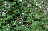 Gillenia trifoliata. Соцветия. Германия, г. Krefeld, Ботанический сад. 08.06.2013.