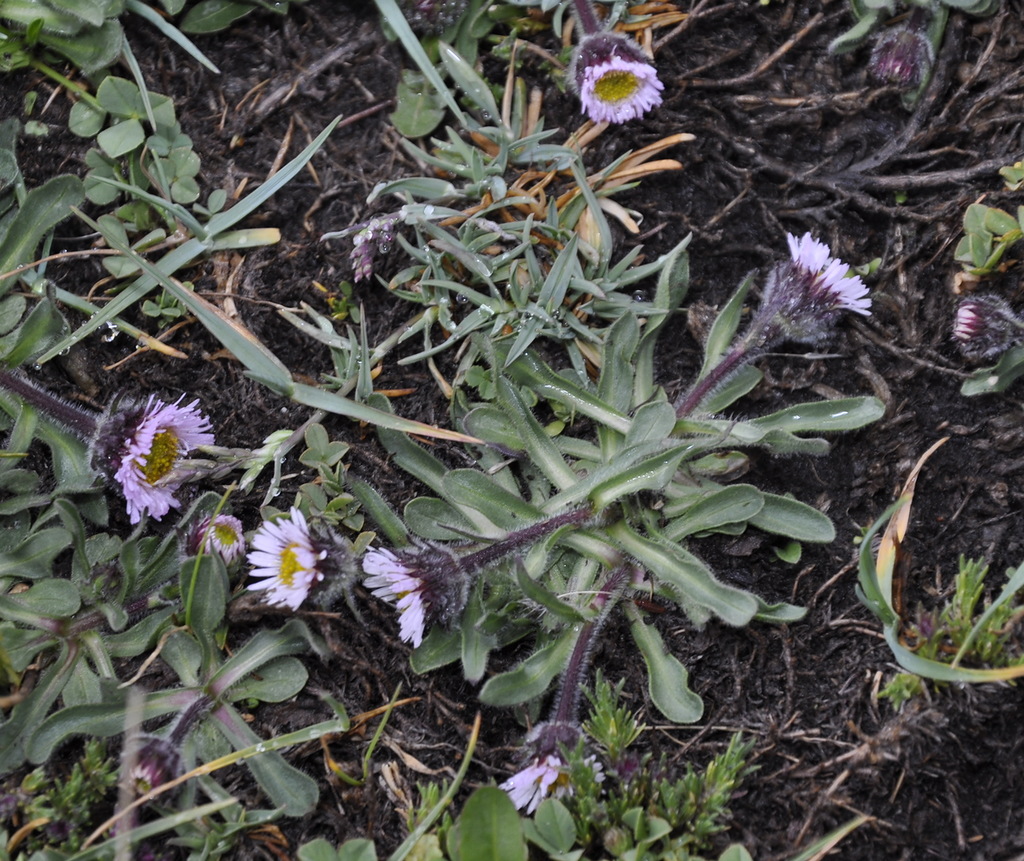 Изображение особи Erigeron epiroticus.