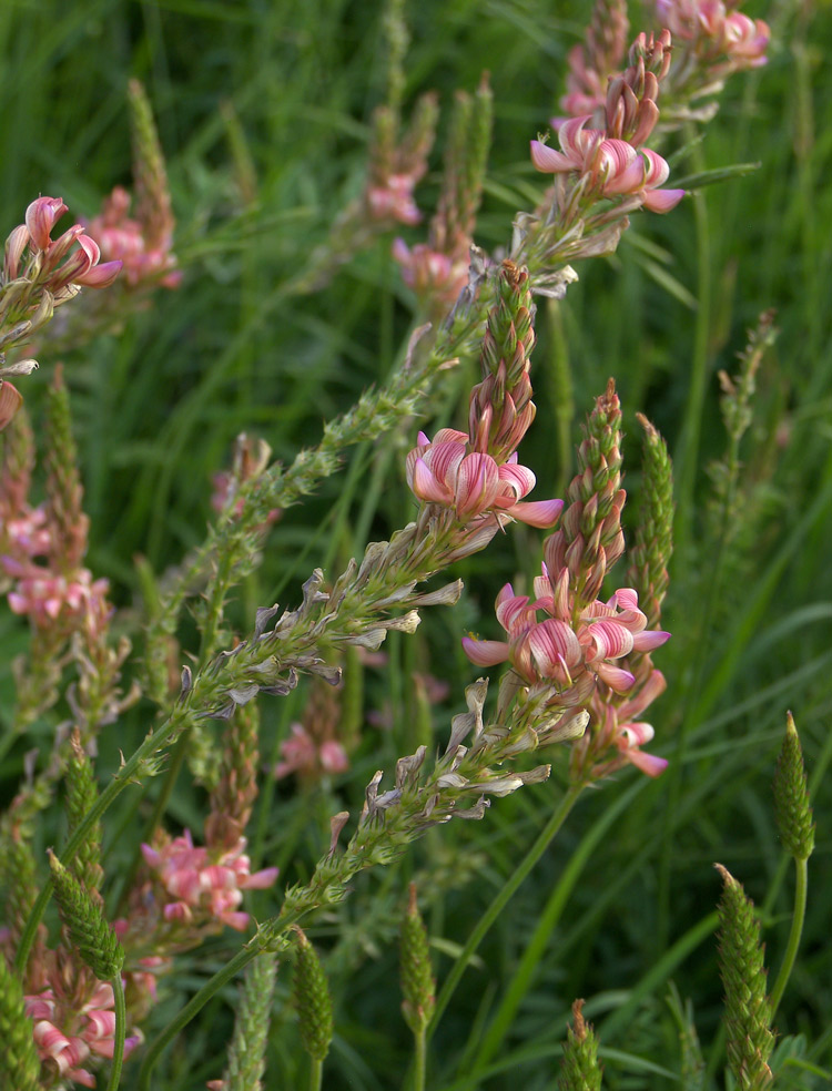 Image of Onobrychis inermis specimen.