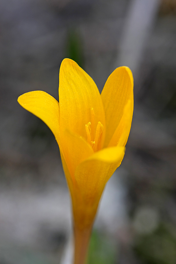 Image of Colchicum luteum specimen.