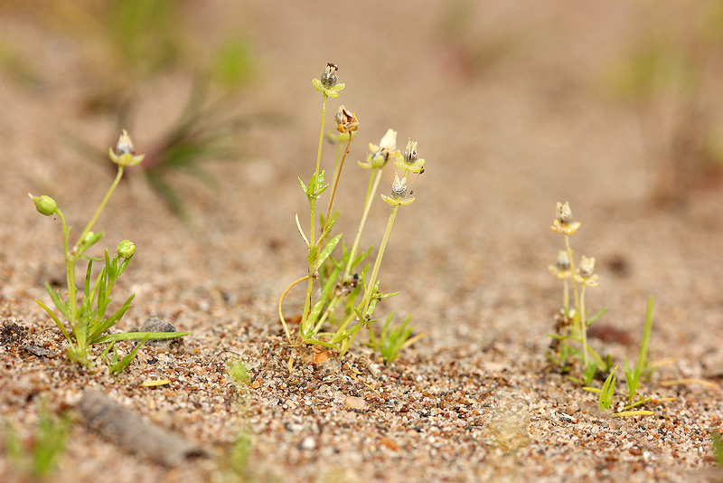 Image of Sagina procumbens specimen.